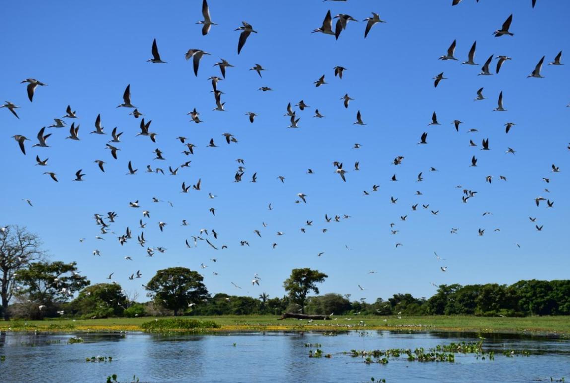 Pantanal - Pousada Sia Mariana Barao de Melgaco Eksteriør bilde