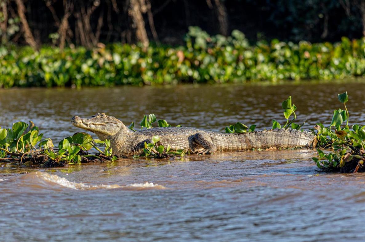 Pantanal - Pousada Sia Mariana Barao de Melgaco Eksteriør bilde